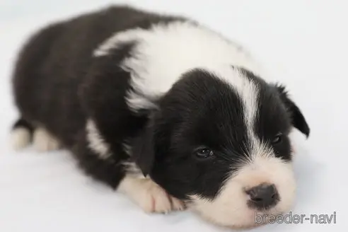 成約済の神奈川県のボーダーコリー-342033の9枚目